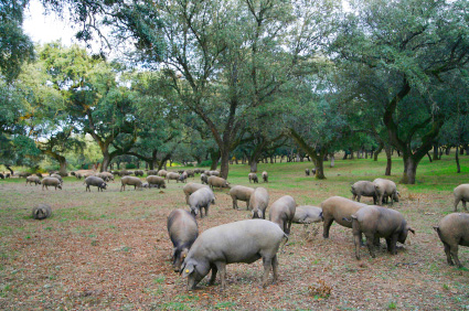 Les porks ibériques en Extremadura - La dehesa