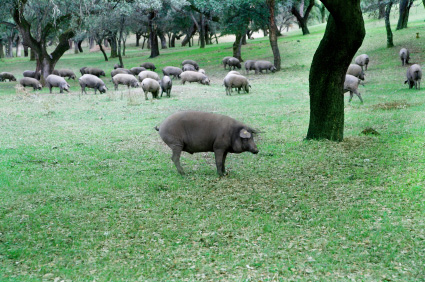 Les porks ibériques en Extremadura - Les pata negra