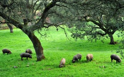 Dove vengono allevati i maiali iberici?
