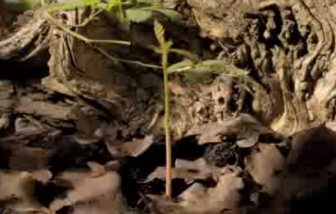 Video: Da una ghianda per una quercia … bellissimo!