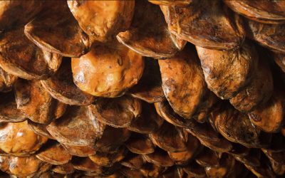 Prosciutti Ciurana, una selezione delle migliori denominazioni di origine