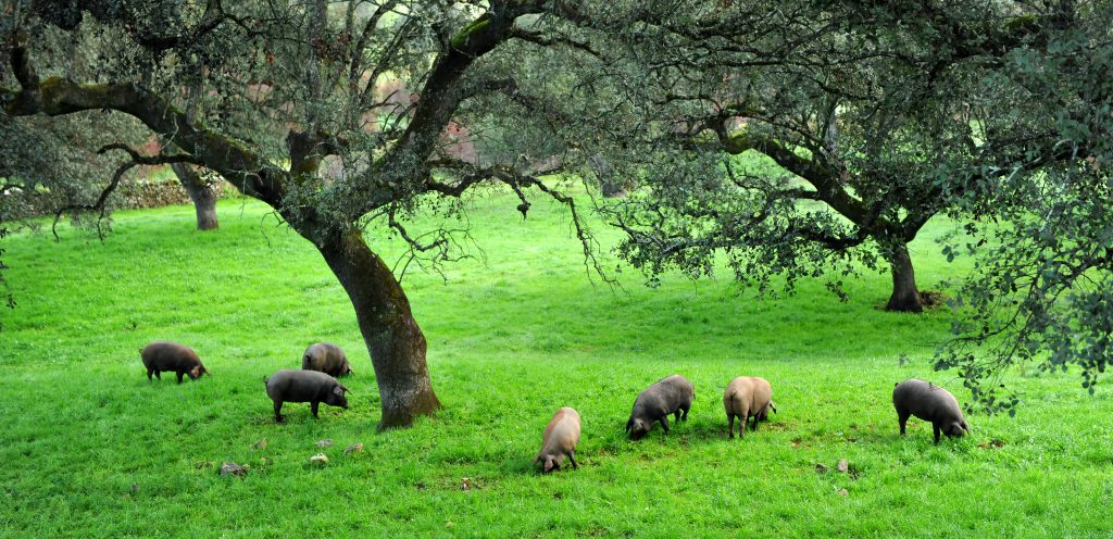 Com’è il pascolo dove vive il maiale iberico?