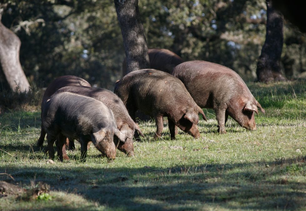 Le Denominazioni di Origine del Prosciutto Iberico